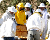 Curs apicultura UdL