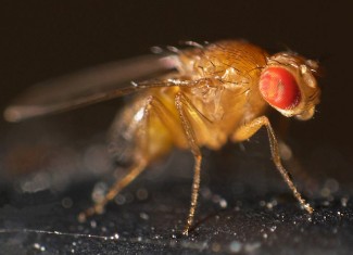 Drosophila Melanogaster. Envelliment cel·lular. Universitat de Lleida