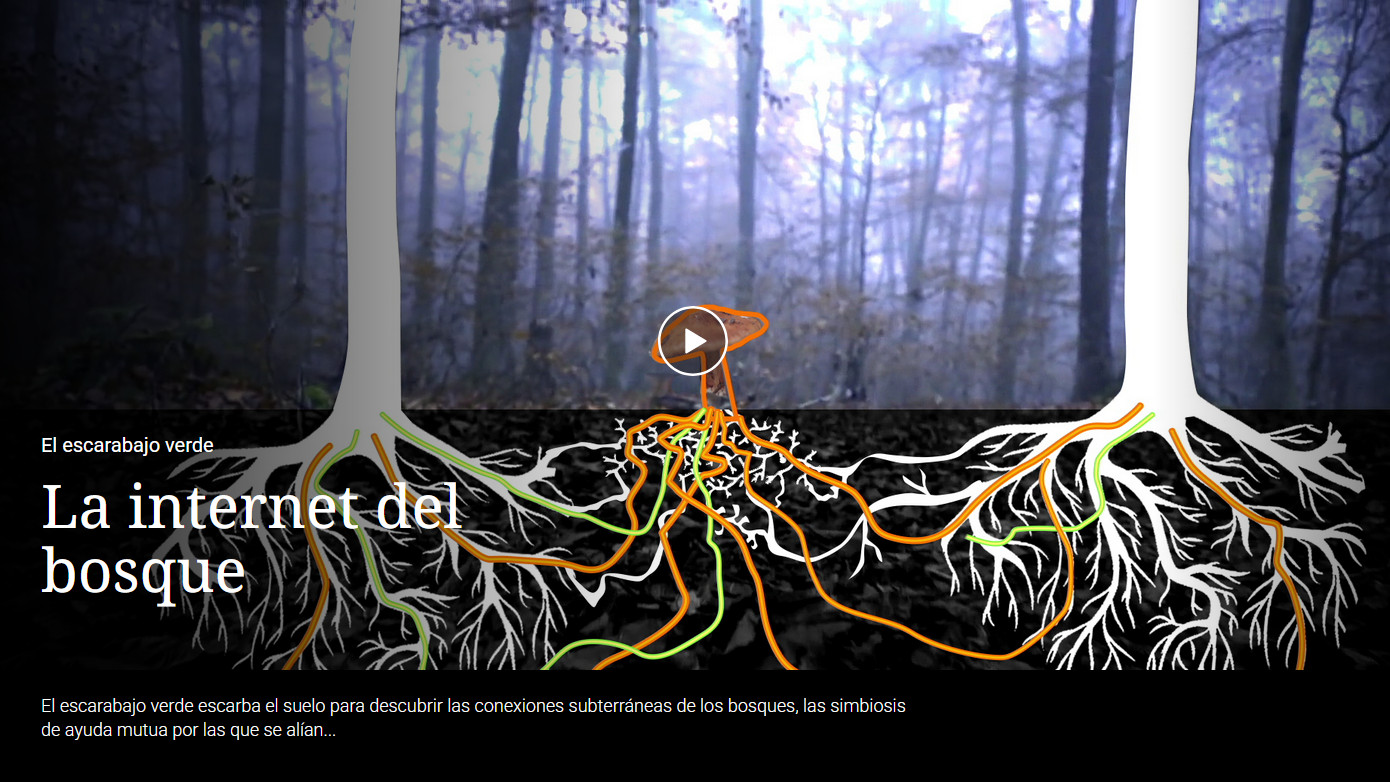 Wood wide web: La Internet del bosque