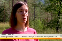 Detecten per primer cop la malaltia de la banda marró en pins de Catalunya