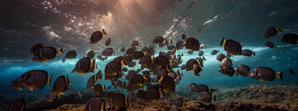 Comissió de Sostenibilitat i Emergència Climàtica