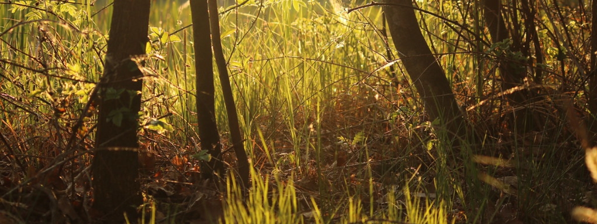 Comissió de Sostenibilitat i Emergència Climàtica