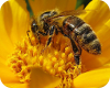 Jornada apicultura a la UdL