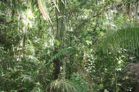 selva panamà