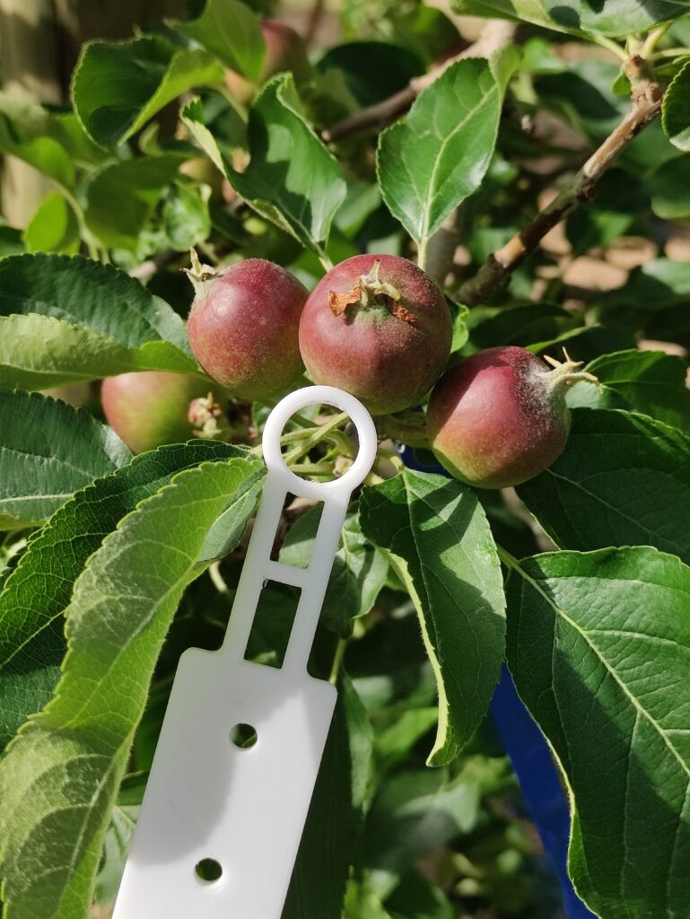 FruitMeasureApp