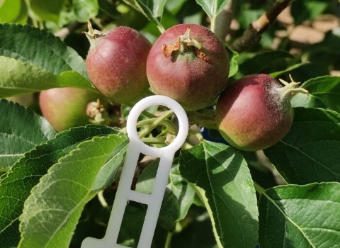 FruitMeasureApp_port