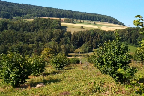 Projecte tòfones (2)