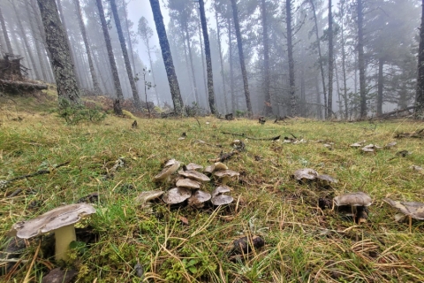 bosc bolets-CTFC
