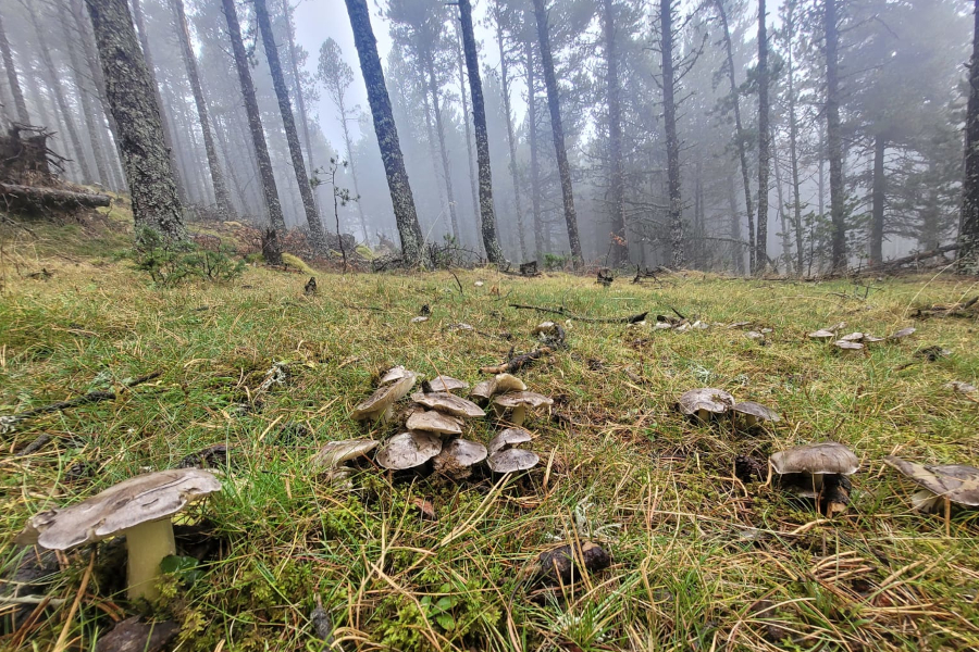 bosc bolets-CTFC