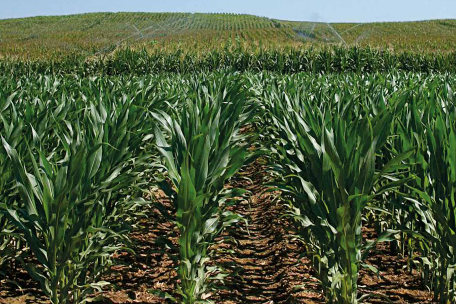 camp panís_lloveras