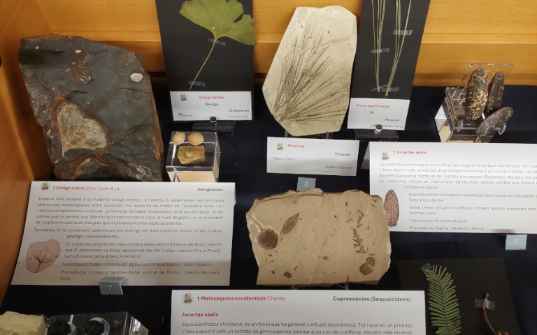 Exposició: Els fòssils, finestra al passat: evolució de les plantes vasculars