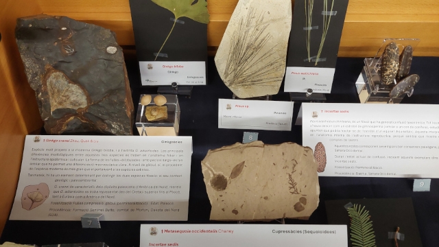 Exposició: Els fòssils, finestra al passat: evolució de les plantes vasculars