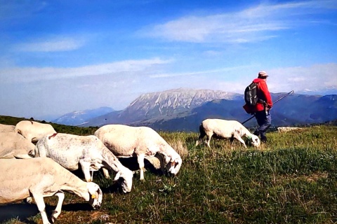 Exposició: Pastors i ramats: història de la transhumància des de la segona meitat del segle XX fins a l'actualitat