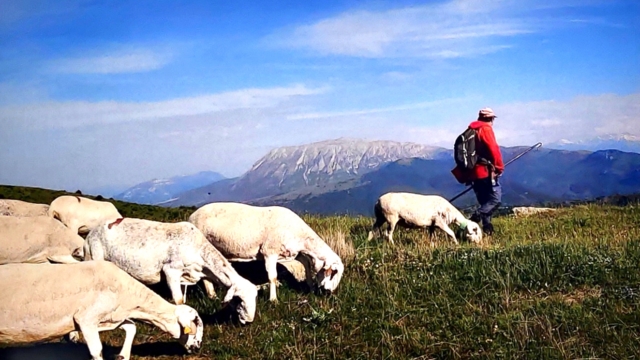 Exposició: Pastors i ramats: història de la transhumància des de la segona meitat del segle XX fins a l'actualitat
