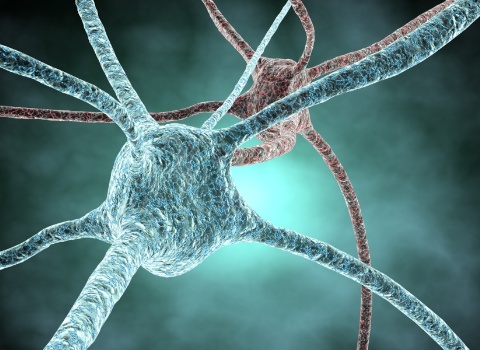 neurona_juliendn
