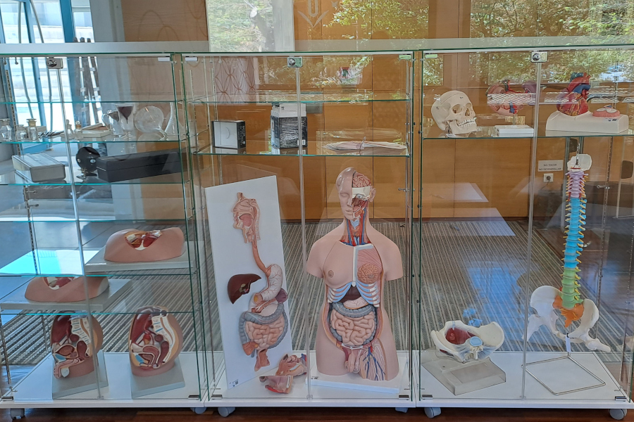 prestec-models-anatomics